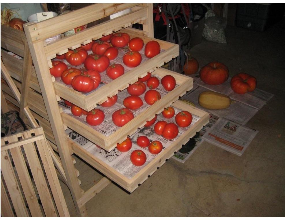Как сохранить помидоры свежими? Секреты хранения томатов до весны