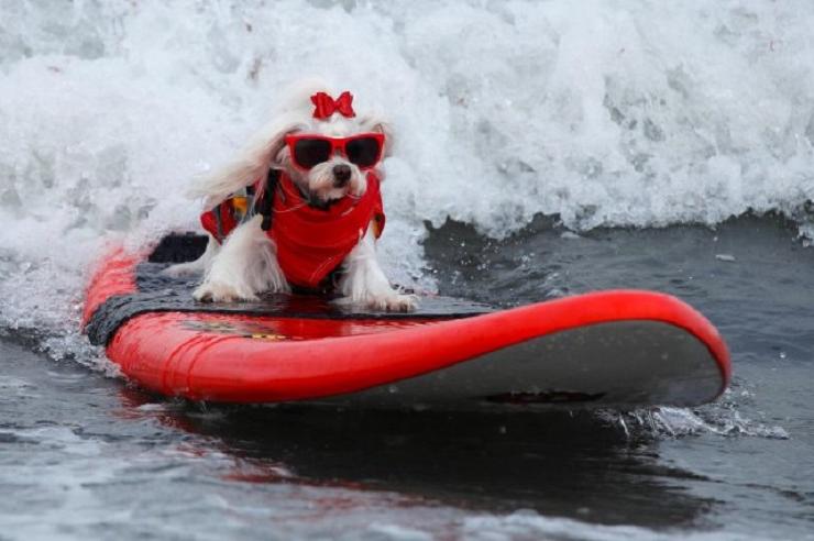 Калифорнийские собаки серферы покорили интернет: фотоподборка питомцев спортсменов, предпочитающих активный отдых