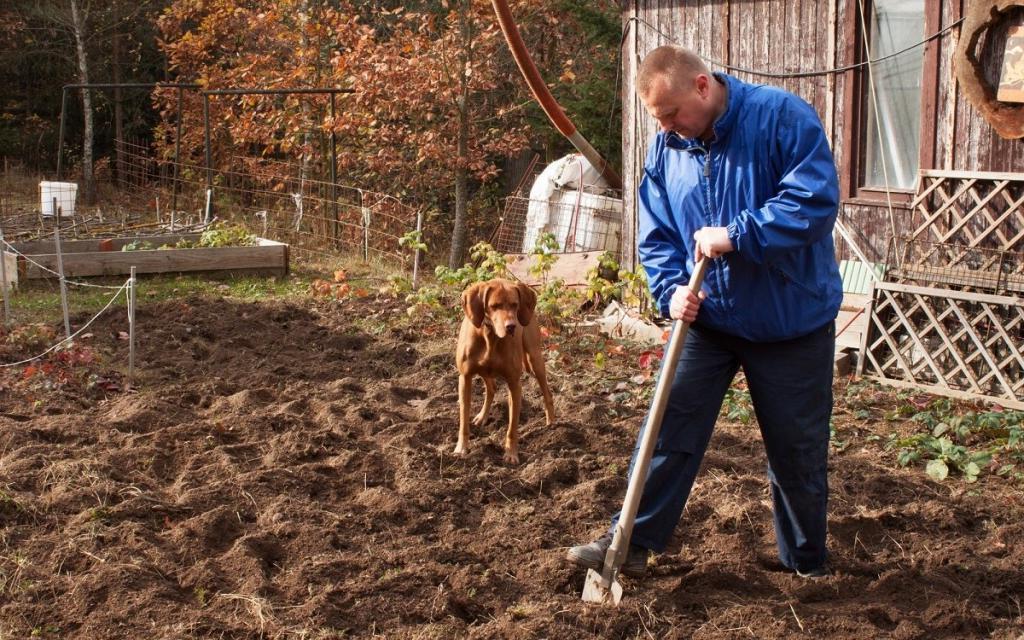 Подготовка грядок к новому сезону: нужно ли перекапывать огород осенью