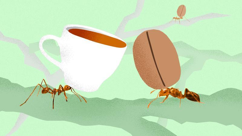 Удивительная природа: в чем секрет бразильского кофе? Кофейные бобы собирают муравьи