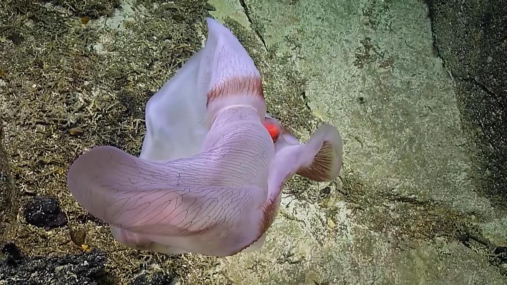 Исследователям удалось запечатлеть на видео очень редкий вид медуз. Их красота поражает (видео)