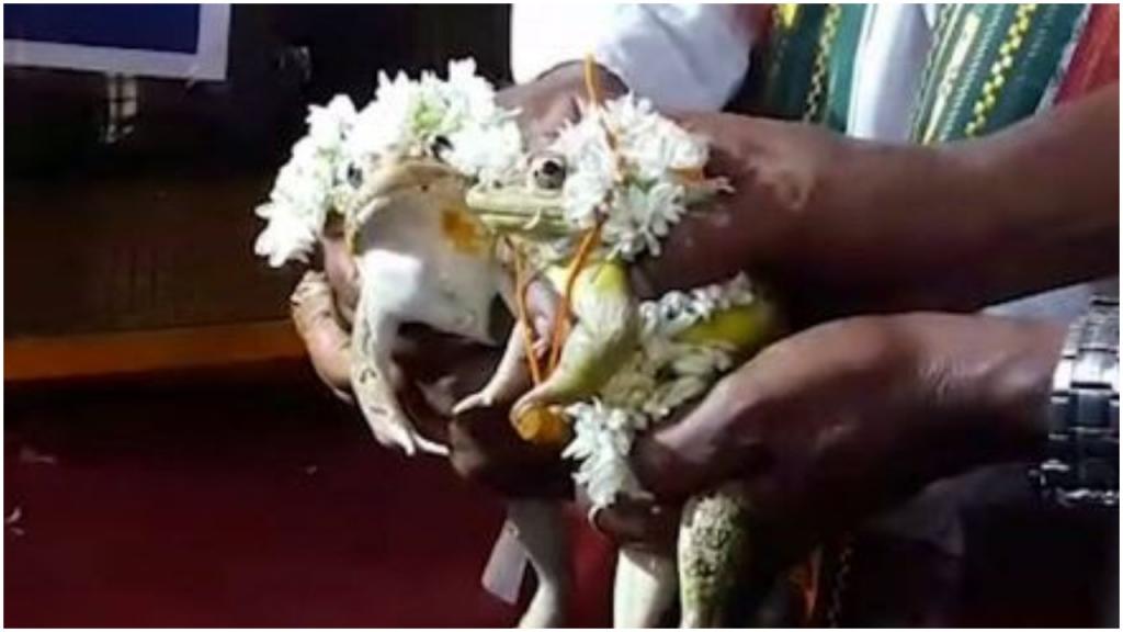 Способ Мандала: в Индии провели грандиозную церемонию  развода  двух лягушек, чтобы остановить дожди