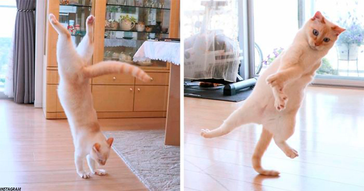 Знакомьтесь: Чако, кот ниндзя из Японии