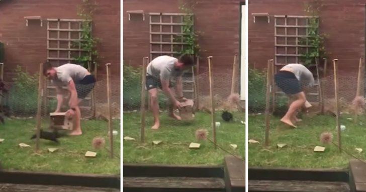 Насмеялась от души. Женщина сняла видео, как ее сосед безуспешно пытается поймать кролика