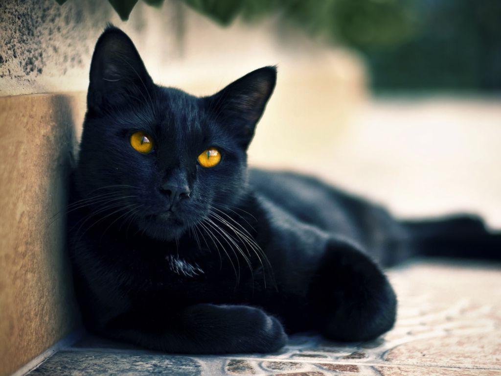 Черная кошка перебежала дорогу слева-направо и наоборот: что это значит и  как избежать неудачи | Lifestyle | Селдон Новости