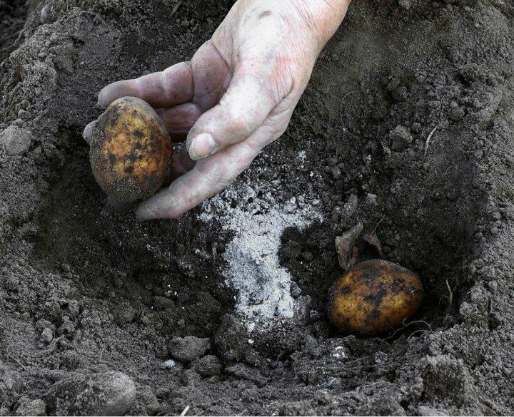 Озимая картошка: всегда сажаю картофель осенью, чтоб весной получить суперранний урожай