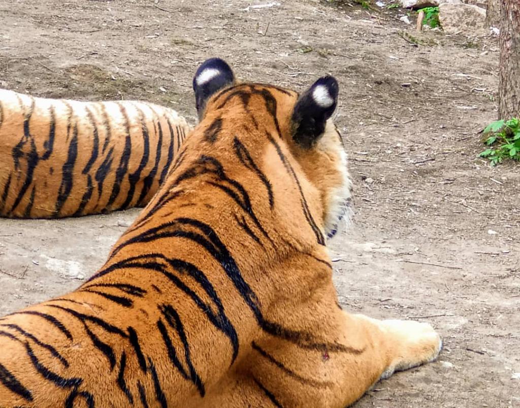 Пятна на ушах тигра очень похожи на глаза. Оказывается, это не случайно