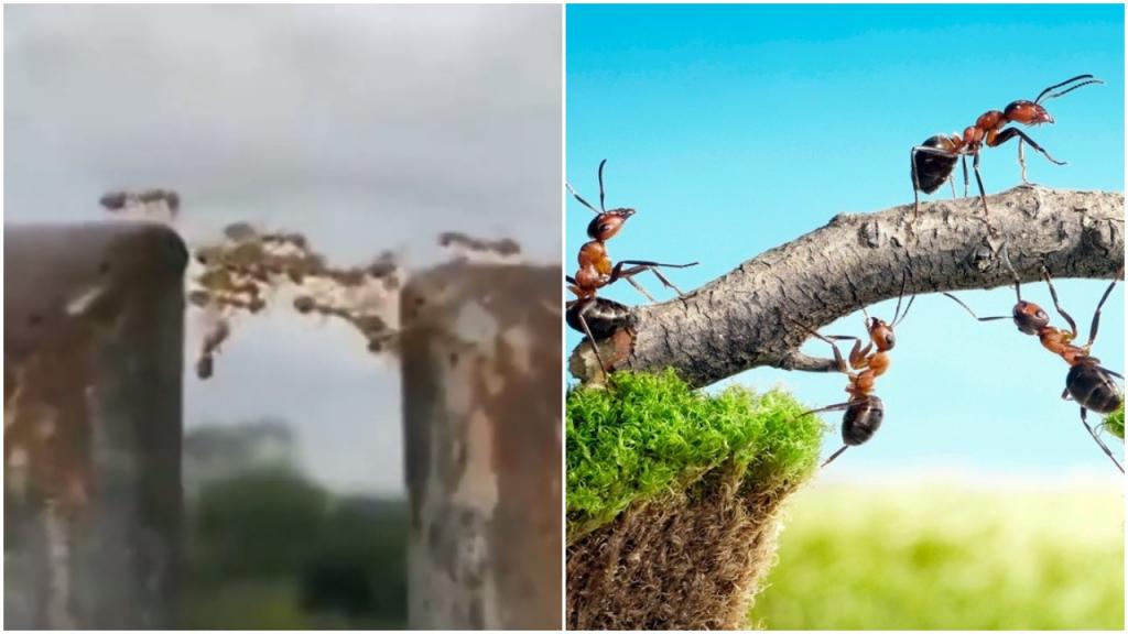 Сила кроется в единстве: муравьи строят мост из самих себя, чтобы помочь другим перебраться через «пропасть» (видео)