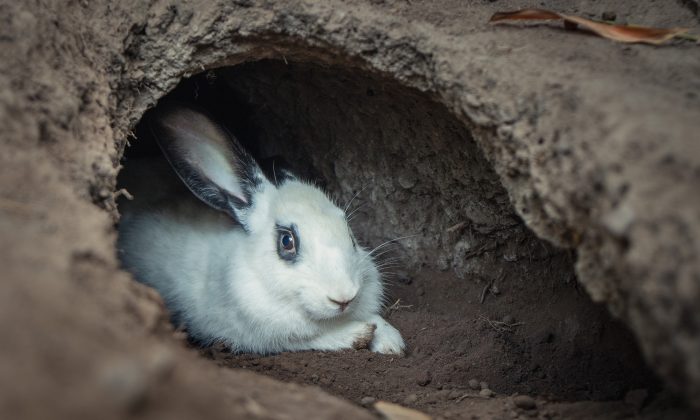 Мужчина заглянул в обычную кроличью нору и не поверил своим глазам: внутри оказалась загадочная пещера