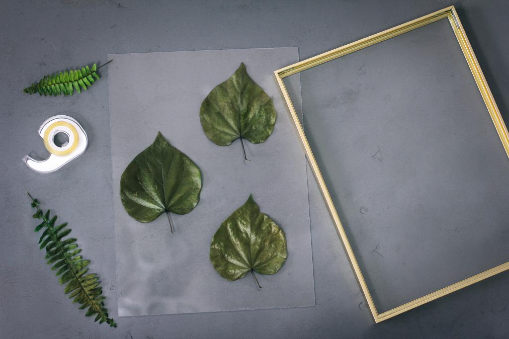 Я научилась стабилизировать растения в глицерине и сделала несколько картин с зелеными листьями: получилось очень красиво