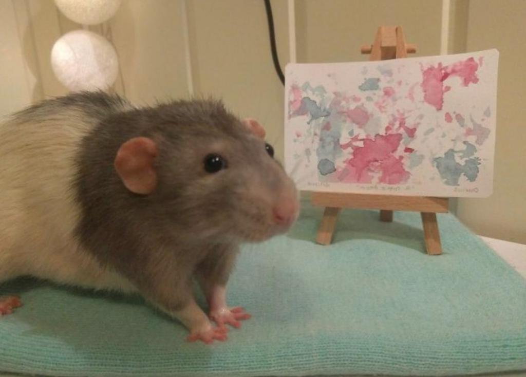 Если вы думали, что крысы не умеют рисовать, то ошибались. В Интернете людей растрогала талантливая крыса Дария