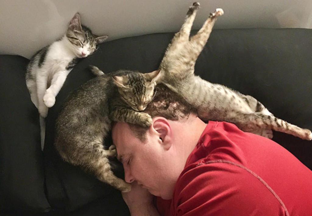 Мужчина заснул с тремя кошками на голове   10 фото людей, которые заснули в неподходящий момент