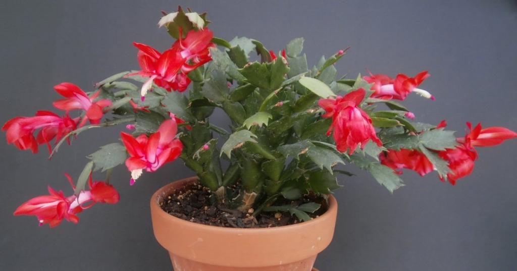 Мамин рождественский кактус часто цветет благодаря ее особому простому уходу за растением