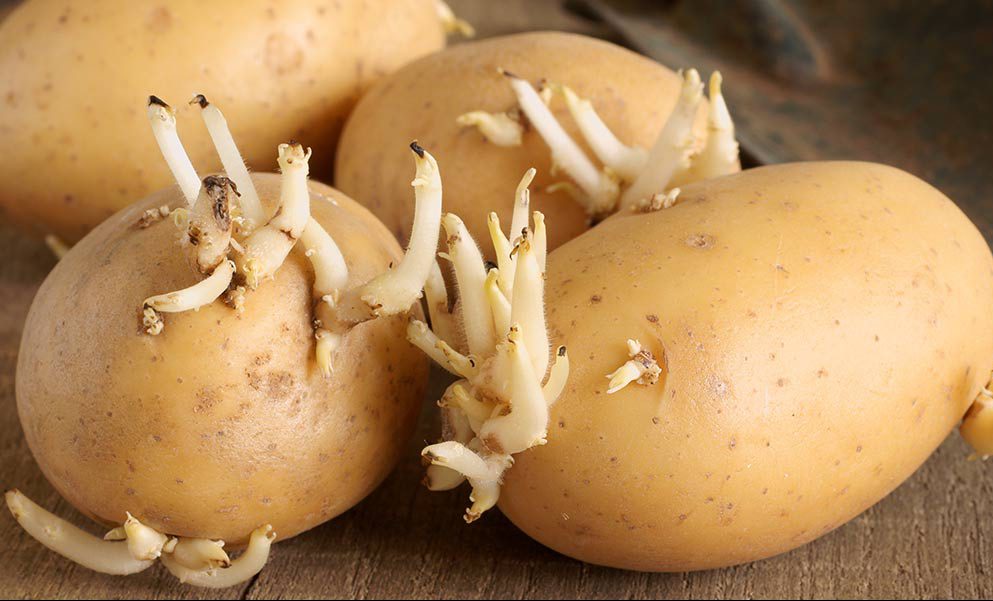 Можно ли есть проросший картофель? Эксперты объяснили, что происходит с корнеплодом