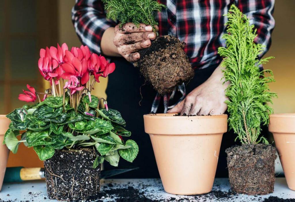 Похолодало, пора заняться комнатными растениями: несколько методов правильного ухода за домашним цветником