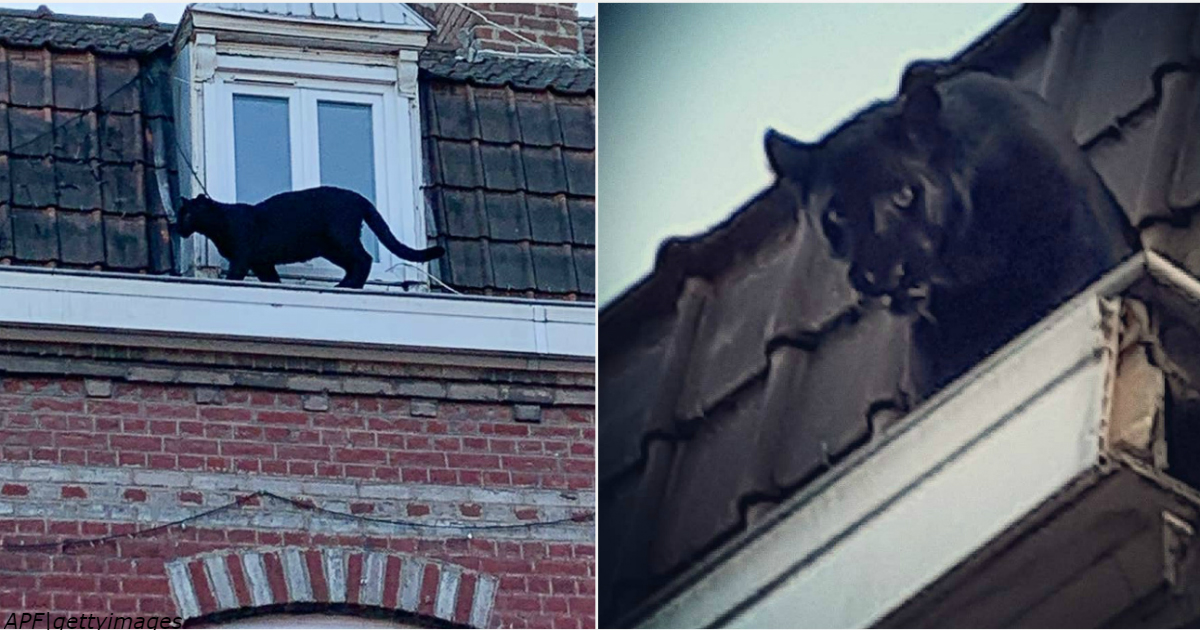 Черная пантера ходит по крышам   и пугает весь город