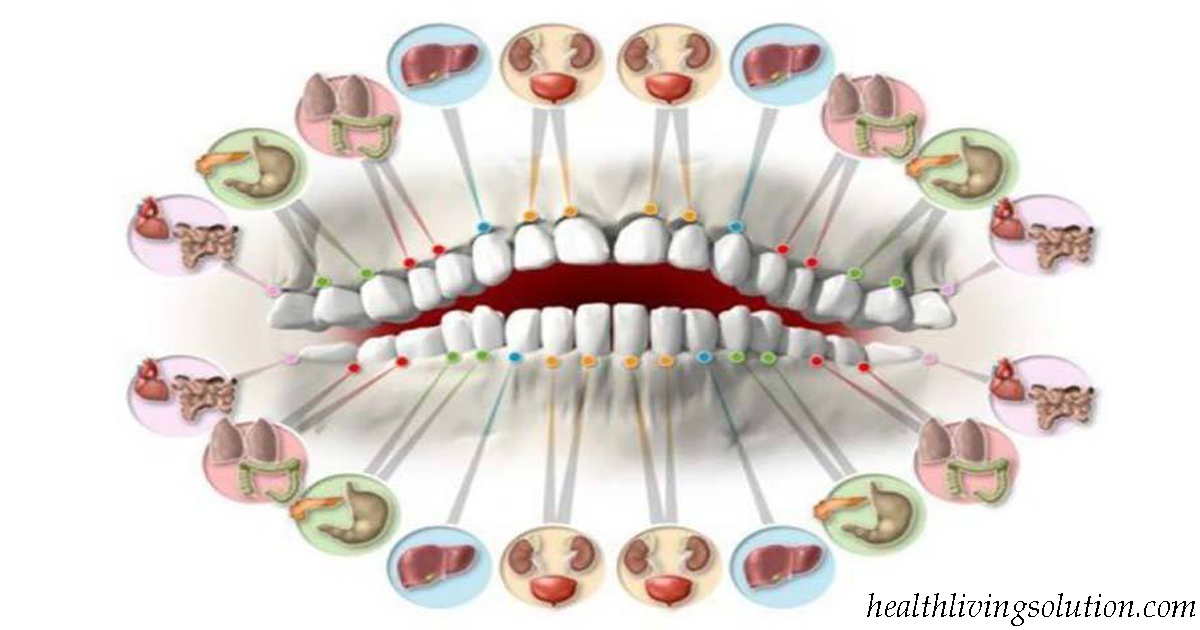 Каждый зуб связан с органом в теле: боль в любом может предсказать проблемы в будущем