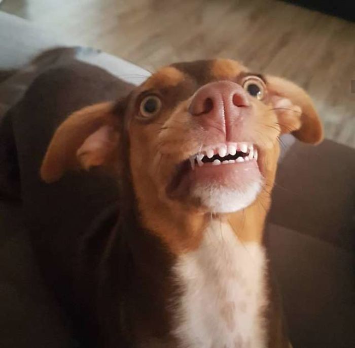 Пёс украл зубные протезы уснувшей бабушки - и его улыбка стала неотразимой