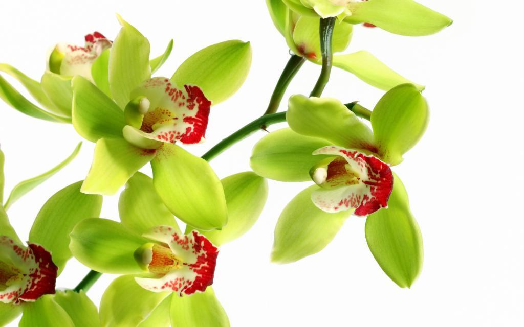 Орхидеи в моем доме цветут и радуют глаз, я знаю о них все. Делюсь с новичками, как выбрать цветок: полезные советы