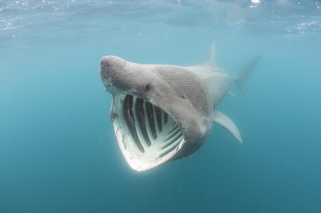 Все акулы - кровожадные хищники, они умеют плавать задом наперед и выпрыгивать из воды: мифы об акулах, которые навязал нам кинематограф