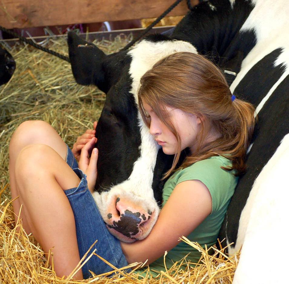 Теперь корова лечит человека: в мире набирает популярность новый вид терапии – объятия с коровами