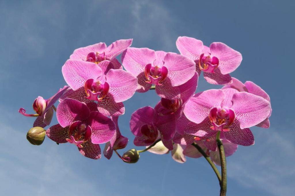 Орхидеи в моем доме цветут и радуют глаз, я знаю о них все. Делюсь с новичками, как выбрать цветок: полезные советы