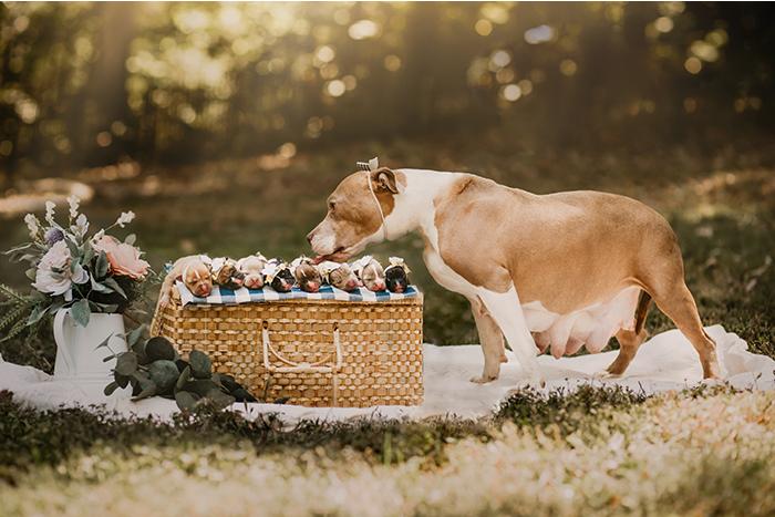 Фотограф сделал очаровательную фотосессию для беременной собаки из приюта