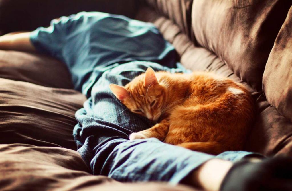 Разрешать кошке спать рядом полезно для здоровья: научное исследование