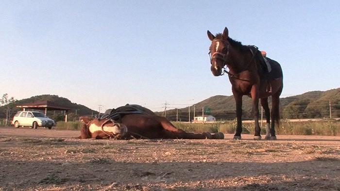 Лошадь притворяется мертвой каждый раз, когда на нее пытаются сесть верхом