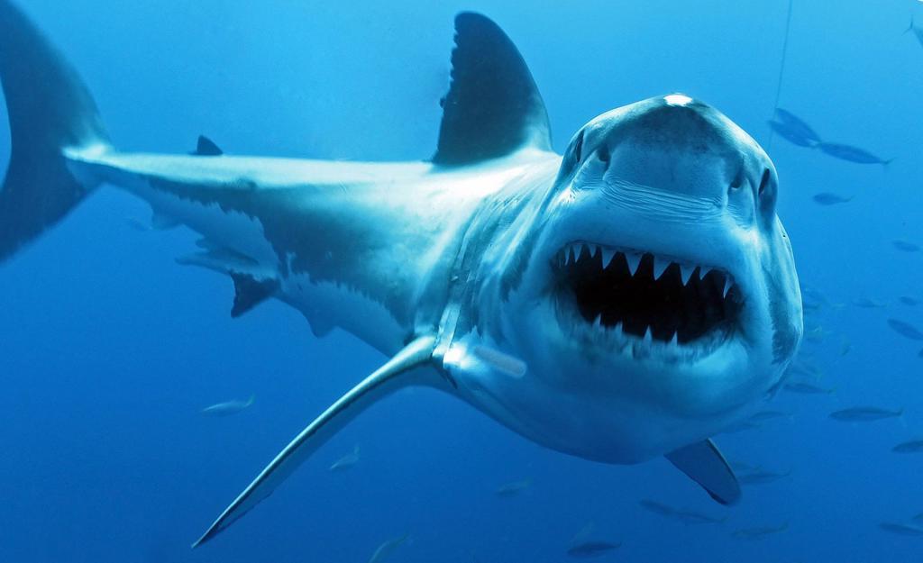 Все акулы - кровожадные хищники, они умеют плавать задом наперед и выпрыгивать из воды: мифы об акулах, которые навязал нам кинематограф