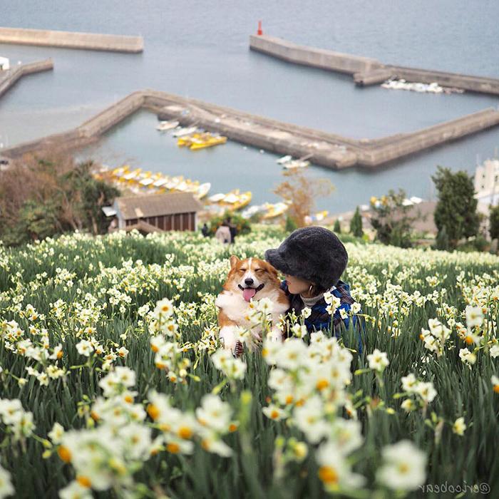 Японская инстаграмщица фотографирует своего корги по имени Эрико, и у него уже 50 тысяч подписчиков