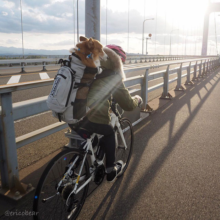 Японская инстаграмщица фотографирует своего корги по имени Эрико, и у него уже 50 тысяч подписчиков