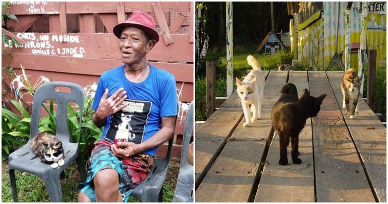 Мужчина начал заботиться о бездомных кошках. Вскоре он основал очередной кошачий остров