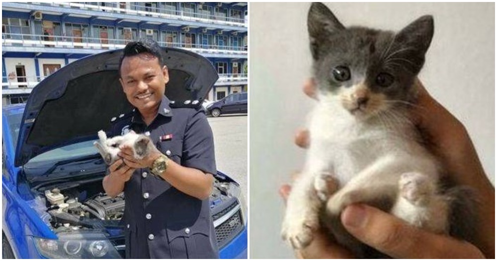 Полицейский был вынужден задержать маленького котенка за 