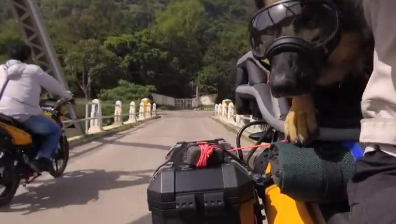 Супруги-мотоциклисты приучили своего питомца к путешествиям, теперь Мокси - мотопилот (видео)