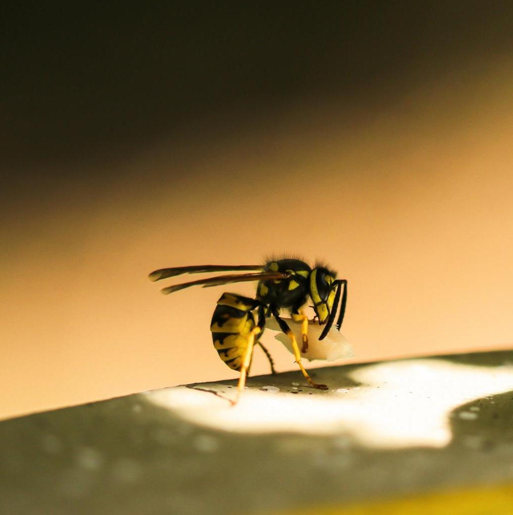 Эволюция в действии: ученые выяснили, что бумажные осы научились распознавать лица друг друга