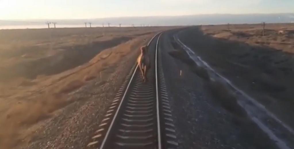 Поезд ехал в Астрахань, но опоздал на 2 часа: причиной стал неторопливый верблюд, бежавший впереди
