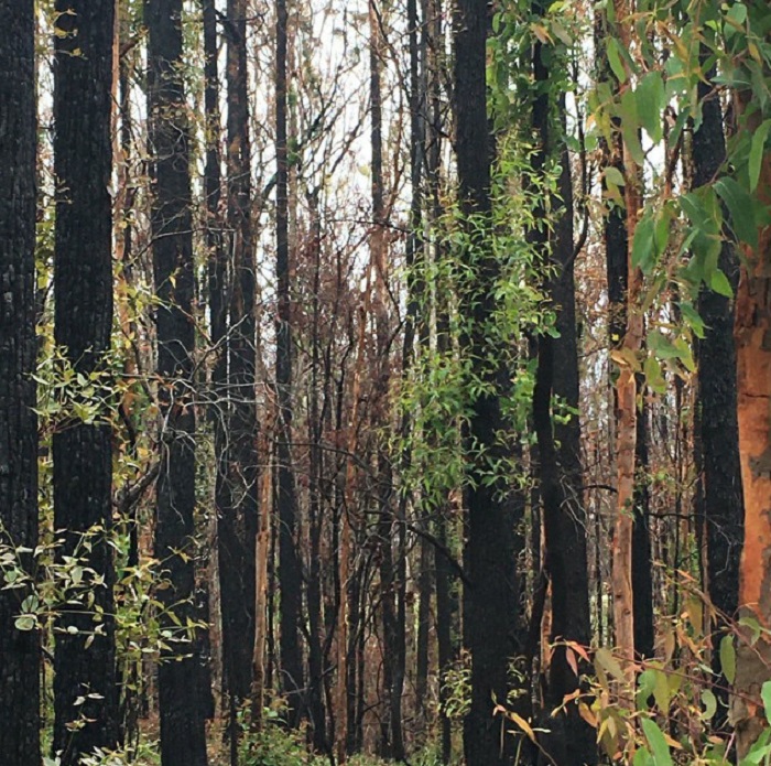 Рассел Кроу поделился фотографией своего участка в Австралии: поврежденного пожарами и восстановившегося после дождей