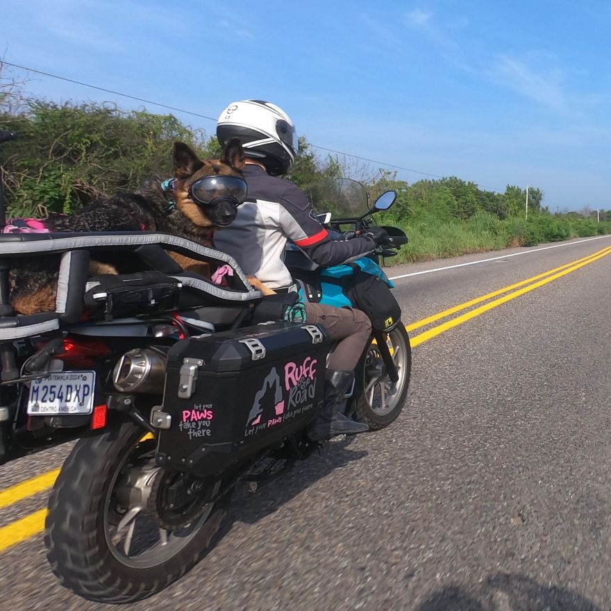 Супруги-мотоциклисты приучили своего питомца к путешествиям, теперь Мокси - мотопилот (видео)