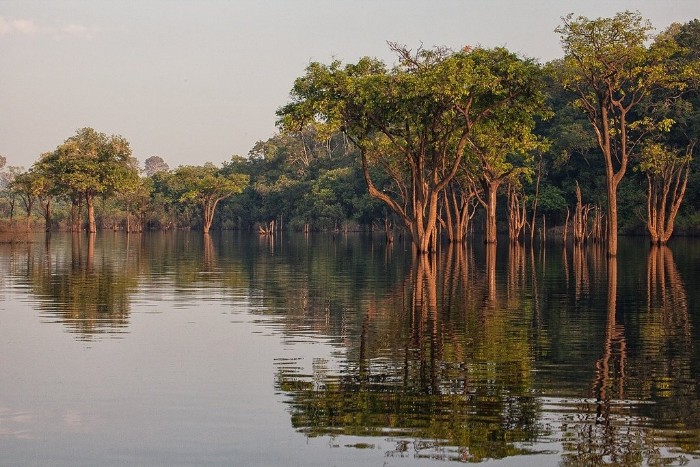 Новые исследования ученых: тропические леса Амазонки не только  легкие планеты , но и написанная деревьями, живая летопись человечества