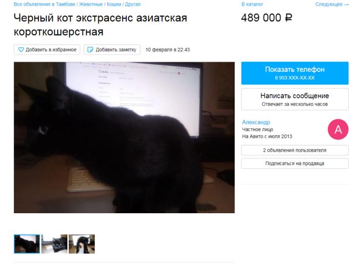 Житель Тамбова пытается продать кота с  даром предвидения . Цена   всего полмиллиона