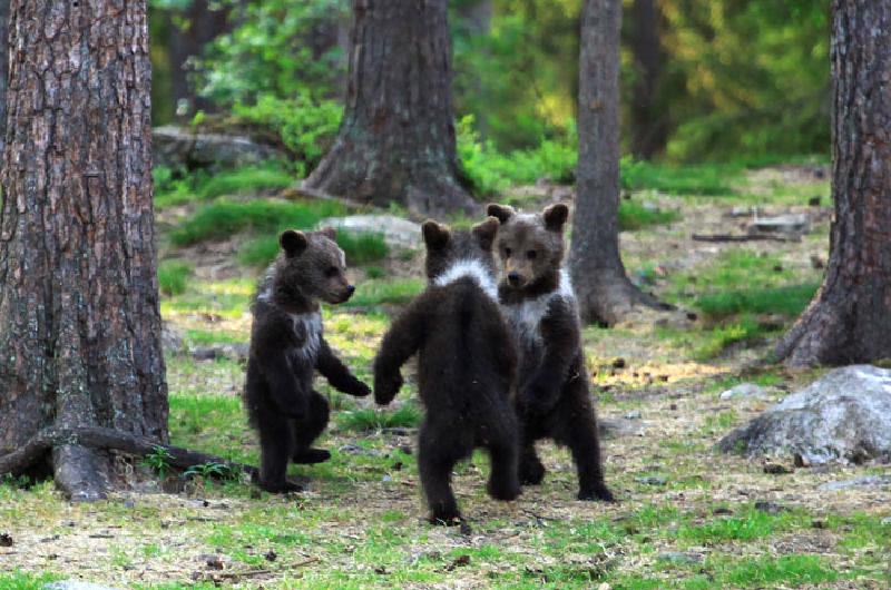 Финский фотограф запечатлел на пленку танцующих в тайге медвежат