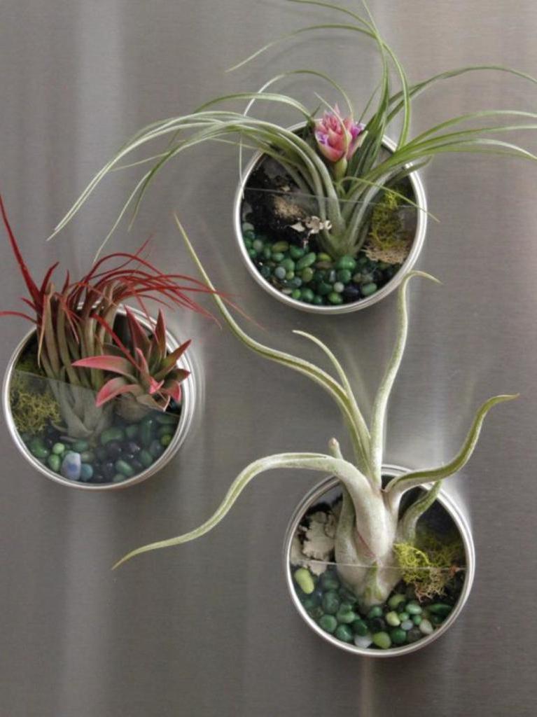 Подруга показала мне, как сделать красивые декоративные магниты с живыми растениями