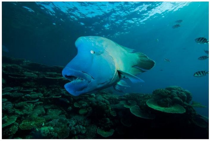 Вес почти 200 кг и удивительные ресницы: рыба-наполеон, находящаяся под угрозой исчезновения