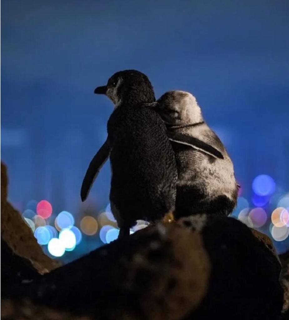 Фото, которое заставляет поверить в любовь: два пингвина утешают друг друга | Фото &amp; Дизайн | Селдон Новости