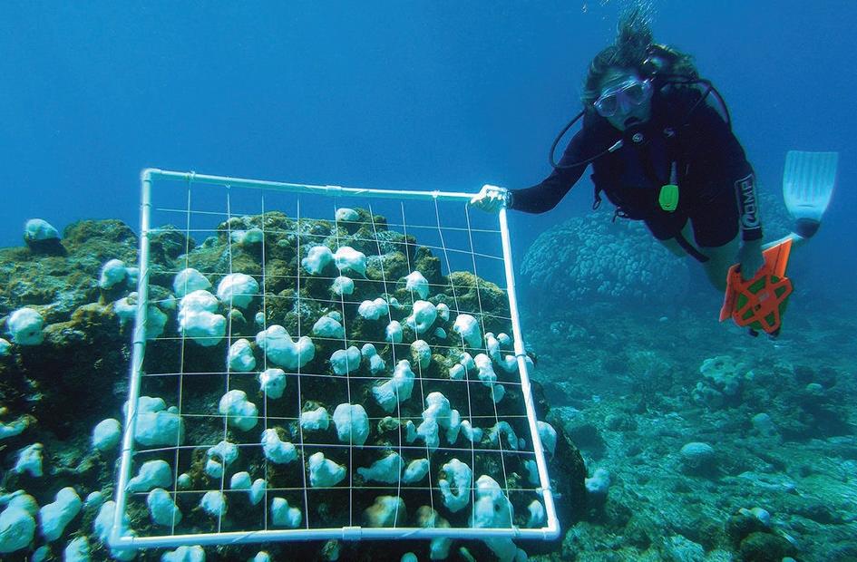 Коралловые рифы удаленно не исследуешь: как эпидемия коронавируса повлияет на работу ученых в дикой природе