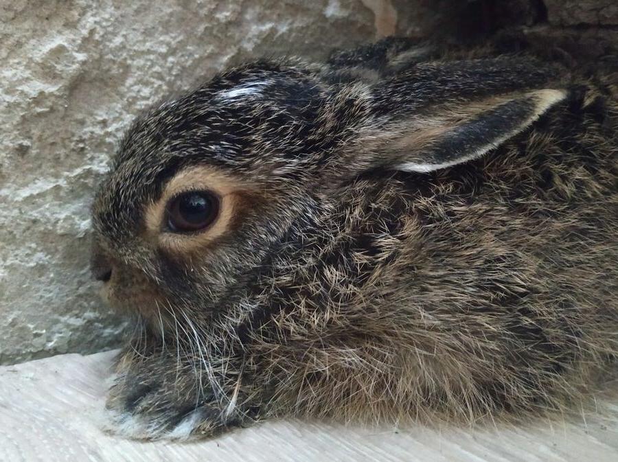 Жительница Краснодара нашла крохотного зайчонка. Она не бросила малыша в беде и смогла передать его волонтерам, несмотря на режим самоизоляции