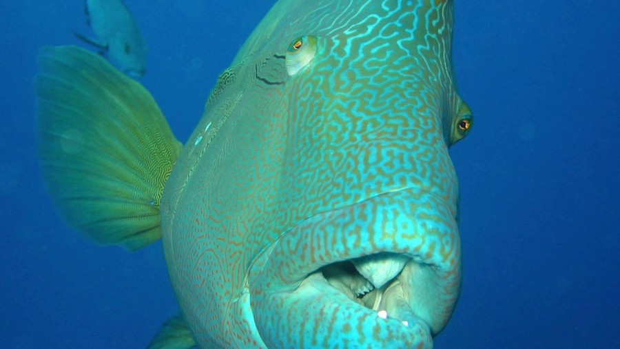 Вес почти 200 кг и удивительные ресницы: рыба-наполеон, находящаяся под угрозой исчезновения