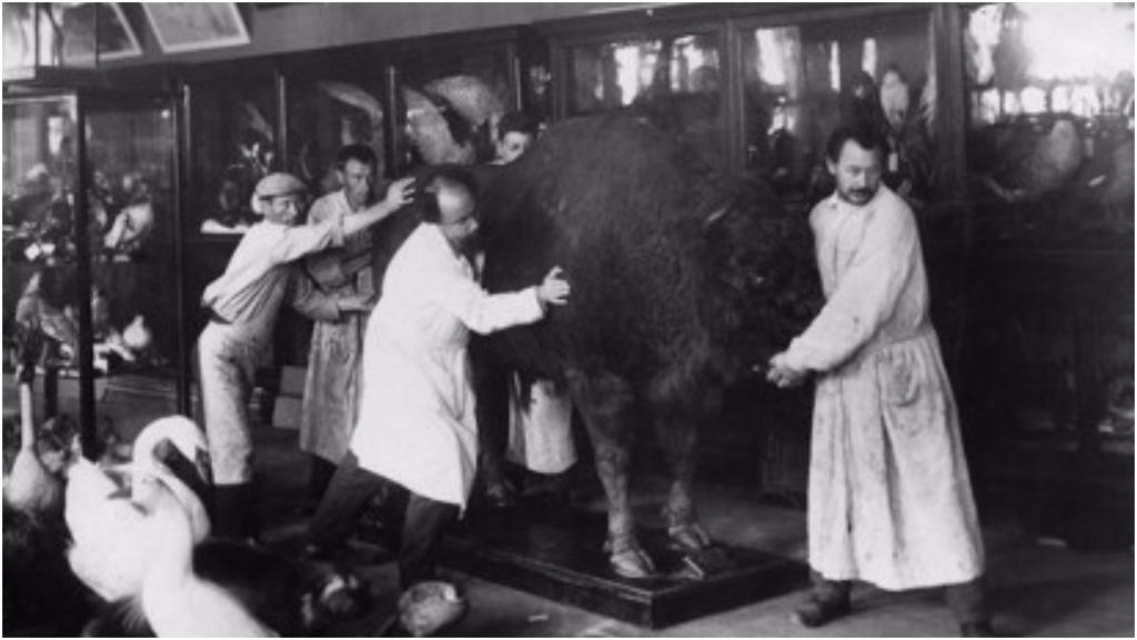 Чучела животных отправили в Новодевичий монастырь: как сохраняли музейные ценности во время войны