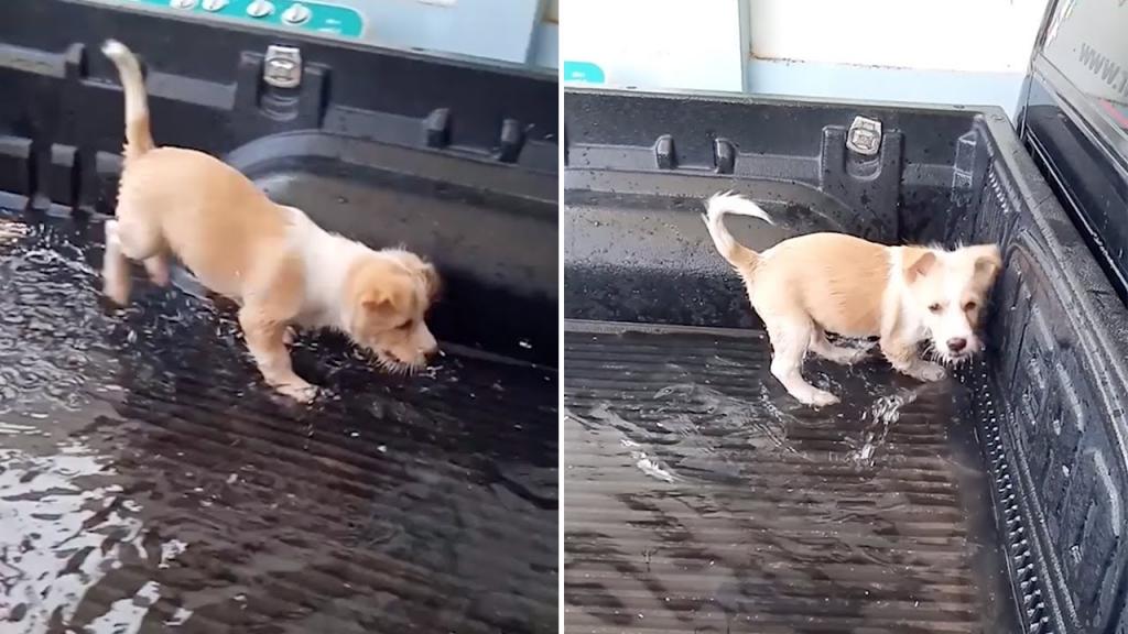 У хозяина не было бассейна для щенка, поэтому он сделал его прямо в кузове своего пикапа (видео)